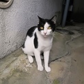 男前♡お外で暮らすモオちゃんの家族になって下さい！