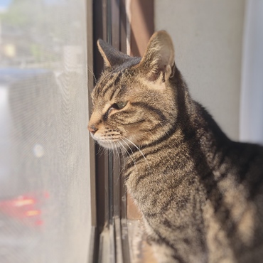 大好きな縁側で日向ぼっこしてるアリス。