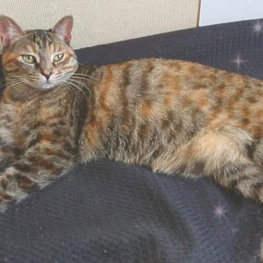 パパの定位置を独占するまふちゃん。