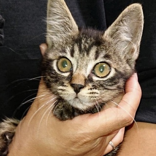 ＜7/21 里親会＞猫っぽくて可愛すぎ、キジ虎子猫