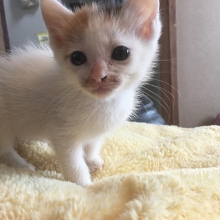 三毛猫 約1か月