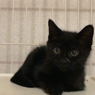 真っ黒ノアちゃん