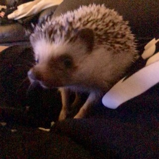 生後7ヶ月 ハリネズミ 