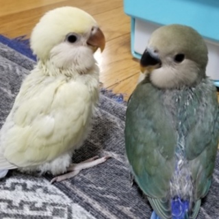 安心できるご家庭にお迎えに来て頂きました。