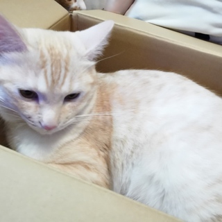 里親さん募集中♂毛並みのいい猫ちゃんです