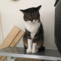 おもち