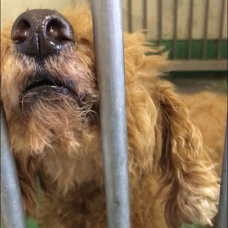 センターより引き出されています。プードル♂