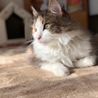 がぶぶ
