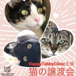 第7回【猫の譲渡会】ハッピータビークリニック主催 サムネイル1