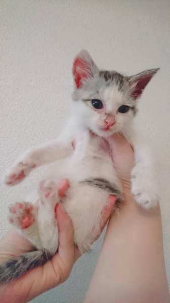 生後1ヶ月のサバ白トビ」福岡県 - 猫の里親募集(270505) :: ペットの 