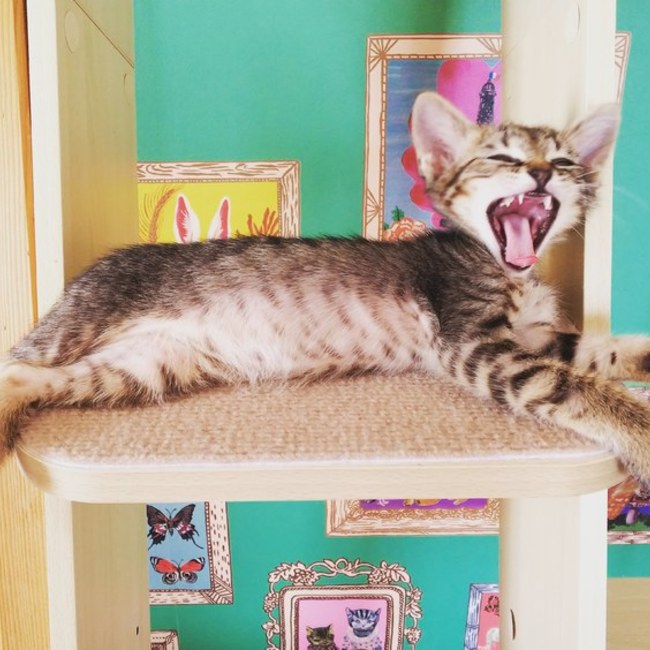 キスメットのカバー写真