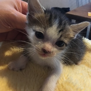 キジトラの牛柄