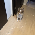 シェルティ 男の子（子犬）