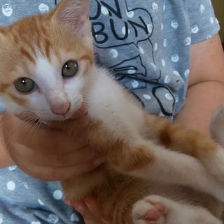 生後２、３ヶ月の男の子！！ 