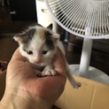 子猫