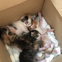 猫の赤ちゃん4匹を保護しています
