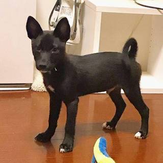 【エゴマ】おかげ様で里親様が決まりました！