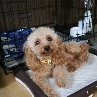 至急、可愛がっていただける方お願いします。