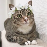 シャーク