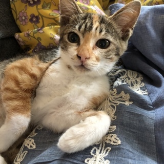 ミケ猫ちゃん