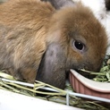 ロップイヤー 子うさぎ