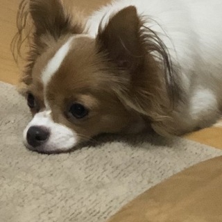 チワワ メス 10ヶ月 2.5キロ