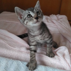 寒川町役場での子猫譲渡会！