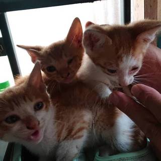 3兄弟のねこちゃんです！