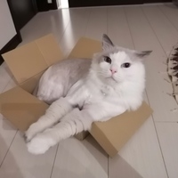 チマキ