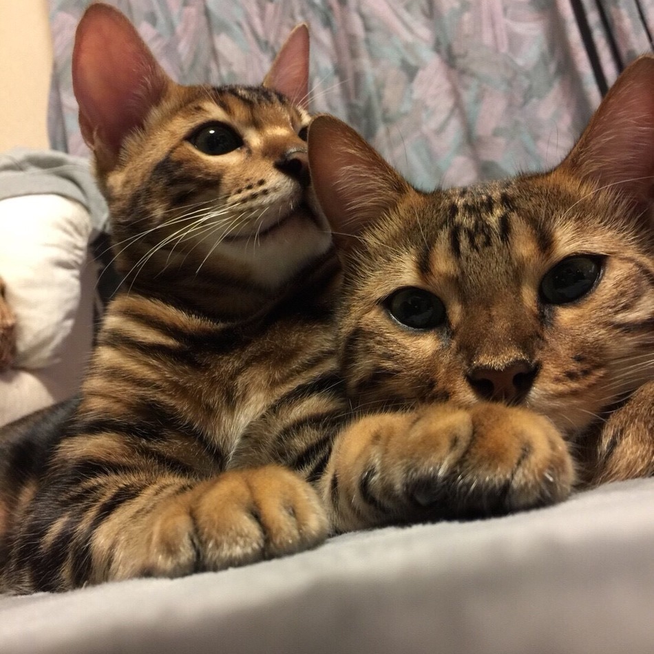 レイのカバー写真