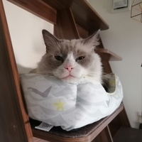 ちくわ