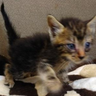 譲渡されました。