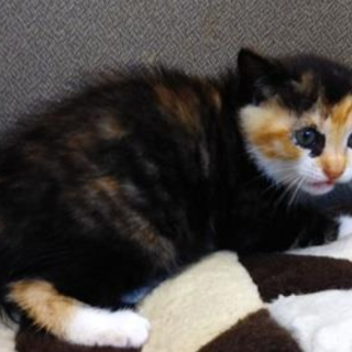 可愛い子猫が収容されています。収容期限7/25朝迄