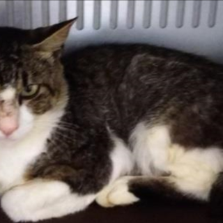 譲渡されました。