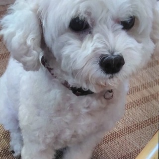 推定10歳のミックス？の男の子