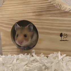 我が家のハムさん day 3