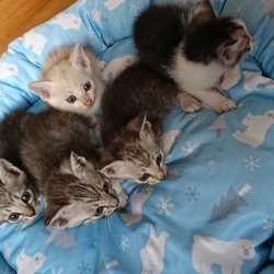 里親募集中の子猫ちゃん❤️