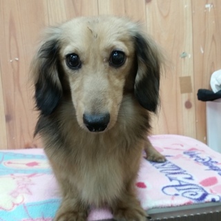 マックス交渉中につき募集停止