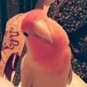 ぴぴちゃん～小桜インコ サムネイル3