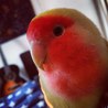 ぴぴちゃん～小桜インコ サムネイル2