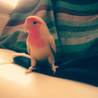 ぴぴちゃん～小桜インコ サムネイル4