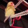ぴぴちゃん～小桜インコ サムネイル5