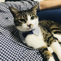 小松