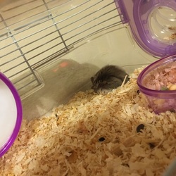 ケージを変えたよー