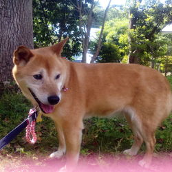 「アンジーと海」サムネイル2