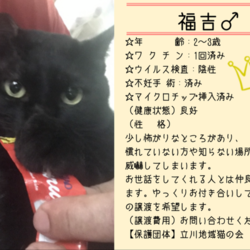 猫の譲渡会 サムネイル2