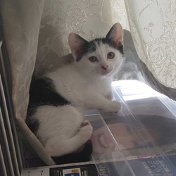 猫の譲渡会 サムネイル3