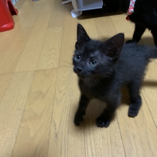 黒色　子猫　樹（たつき）　家族募集