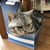 風羽(ふわ)