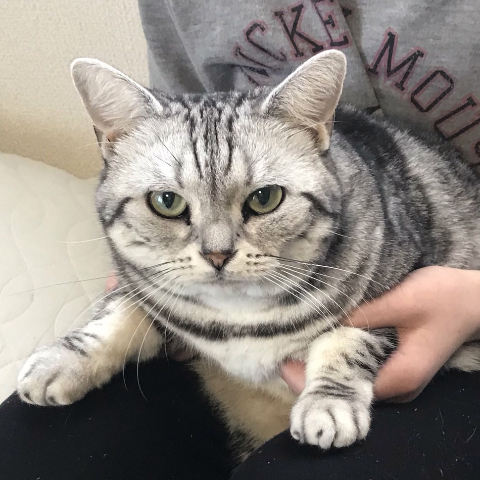 風羽(ふわ)のカバー写真
